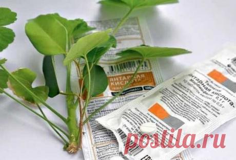 Моя любимая янтарная кислота
Пользуюсь ей регулярно