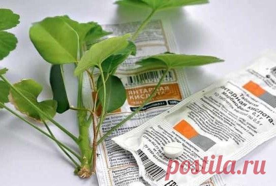 Моя любимая янтарная кислота
Пользуюсь ей регулярно