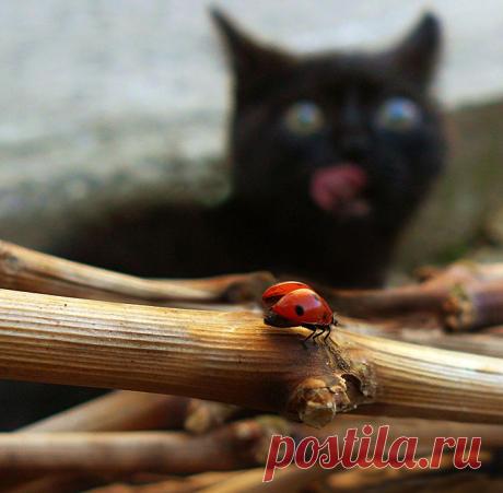 Божя коровка