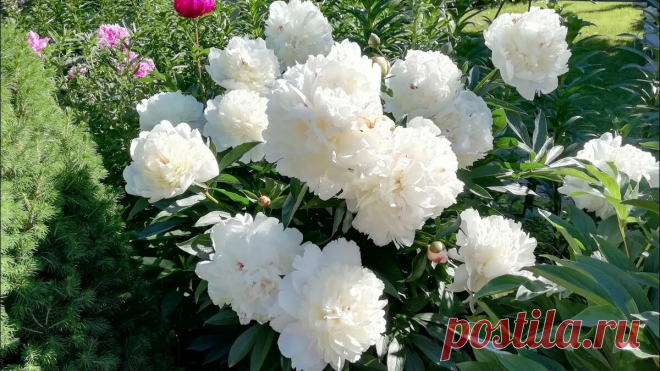 Где разместить пионы: интересные варианты | Наталья Кудрявцева | Яндекс Дзен