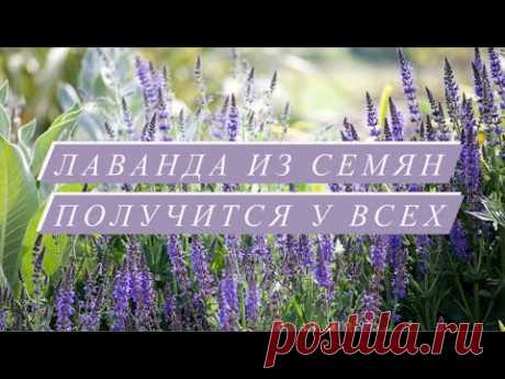 ЛАВАНДА ИЗ СЕМЯН 🌿| ПОСЕВ И СЕКРЕТ БЫСТРОЙ СТРАТИФИКАЦИИ (сезон 2022)