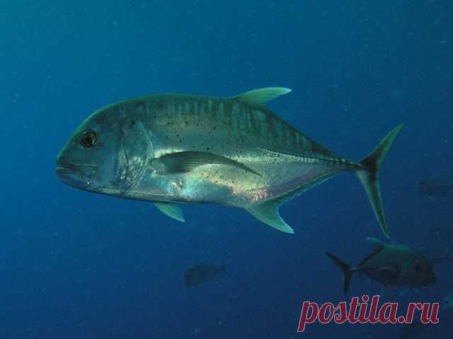 Гигантский каранкс, Caranx ignobilis (лат.) 

Размеры 50 - 170 см 
Глубина 10 - 100 М 

   Гигантский каранкс - большая морская рыба семейства ставридовых, достигающая 170 см. в длину и веса более 80 кг. Широко распространен в тропических и субтропических водах Индийского и Тихого океана. Является объектом спортивного рыболовства и коммерческого промысла. 
   Очень часто гигантского каранкса называют "гигантской ставридой", из-за своего большого размера и внешнего сходства