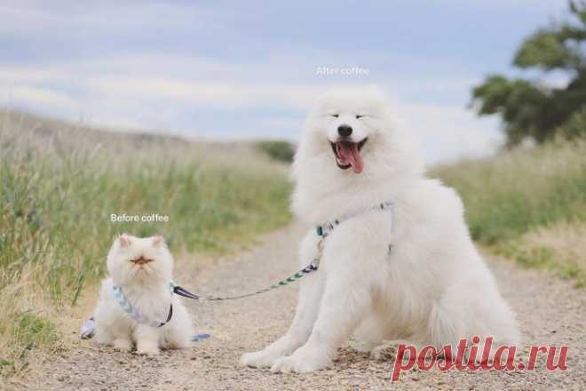Улыбчивый пес и хмурый кот