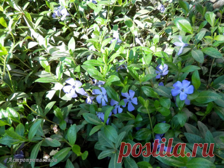 Барвинок для Весов | Астропропаганда | Яндекс Дзен
Автор статьи: астролог Нина Стрелкова. Барвинок – типичное растение Весов. Он очень вынослив, у него крепкие стелющиеся стебли, обычно синие, голубые или лиловые цветы, реже розовые и белые. Название цветка переводится как «связывать» или «побеждать», не удивительно, что в магии растение используют, когда надо примирить враждующие стороны, связать заново разорванные отношения или победить врагов...