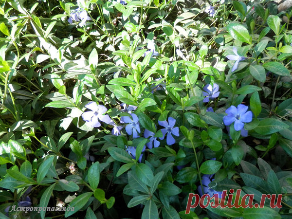 Барвинок для Весов | Астропропаганда | Яндекс Дзен
Автор статьи: астролог Нина Стрелкова. Барвинок – типичное растение Весов. Он очень вынослив, у него крепкие стелющиеся стебли, обычно синие, голубые или лиловые цветы, реже розовые и белые. Название цветка переводится как «связывать» или «побеждать», не удивительно, что в магии растение используют, когда надо примирить враждующие стороны, связать заново разорванные отношения или победить врагов...