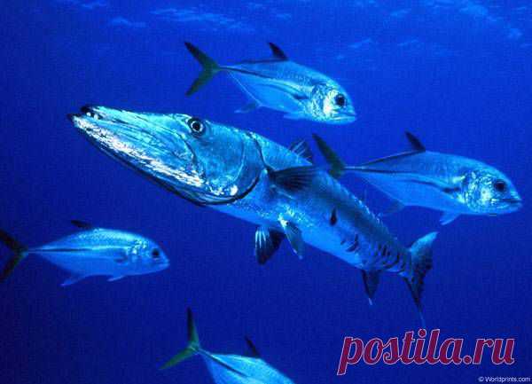 ЧУДО-ЮДО-БАРРАКУДА | 4vkusa.ru