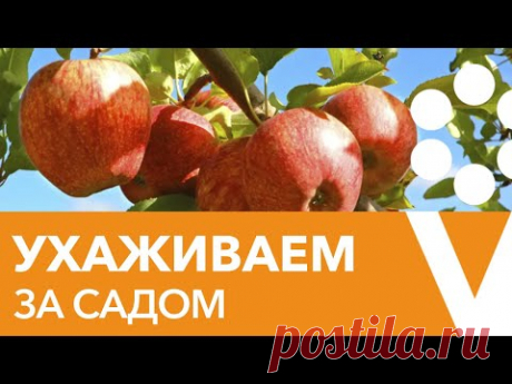ОТВЕТЫ НА ВСЕ ВОПРОСЫ ПО УХОДУ ЗА ПЛОДОВЫМ САДОМ И ЯГОДНИКАМИ В СЕРЕДИНЕ ЛЕТА!