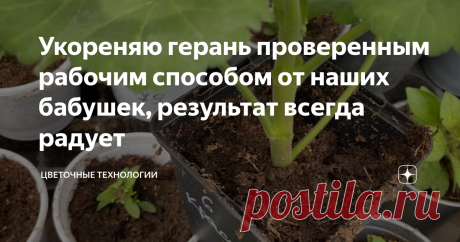 Укореняю герань проверенным рабочим способом от наших бабушек, результат всегда радует Не так давно я решила заняться размножением пеларгонии, чтобы организовать небольшой бизнес. Перед тем, как приступить к укоренению, я изучила различные сайты и литературу для цветоводов. Собрав полную базу знаний, я решила поделиться ими со своими читателями. Выбираем и заготавливаем материал для посадки Первое, что нужно сделать — заготовить посадочный материал. Обратите внимание, что ...