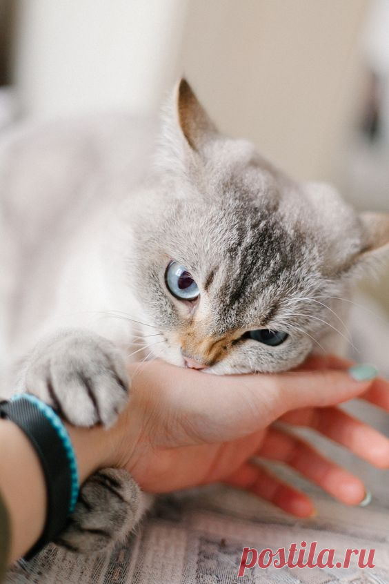 Тяжёлая дума на мохнатой мосе: Как коты наказывают непослушных людей (+ смешные фото) | Лариса Кречетова | Яндекс Дзен