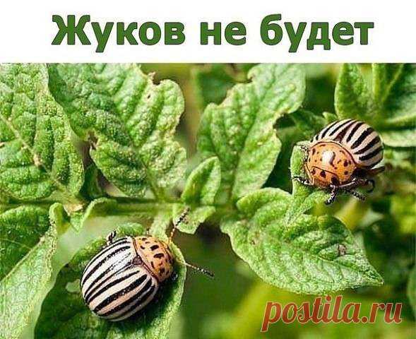 Жуков не будет - 29 Июля 2016 - Наша Планета.Мир вокруг нас