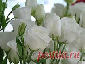 Поздравления с юбилеем 50 лет женщине в стихах