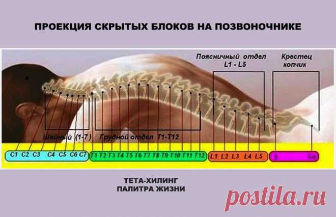 ПРОЕКЦИЯ СКРЫТЫХ БЛОКОВ НА ПОЗВОНОЧНИКЕ