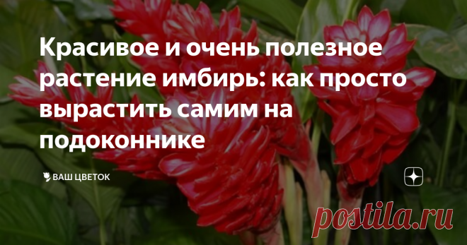 Красивое и очень полезное растение имбирь: как просто вырастить самим на подоконнике Всё, прекращаем покупать имбирь в магазине и начинаем растить его дома. Тем более сделать это очень даже просто. Зачем скажете? Сразу по двум причинам. Во-первых, это очень полезный продукт во всех отношениях, который будет всегда под рукой. Кстати, если лимон в чае теряет свои свойства, то имбирь нет, и делает напиток очень полезным. Во-вторых, имбирь растет очень красиво и напоминает бам...