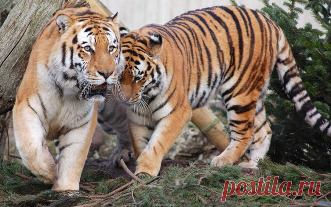 Download Tiger Wallpaper Over 50+ high-definition Tiger wallpapers for free download! Customize your desktop, mobile phone and tablet with our Tiger wallpapers now!
