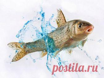 Как легко удалить кости из рыбы | Женские секреты Перед началом работы вам потребуются: - Нож для отделения филе от костей - Металлическая ложка для отделения чешуи - Кастрюля, в которую бы вошла вся рыба