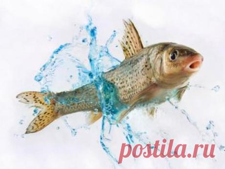 Как легко удалить кости из рыбы | Женские секреты Перед началом работы вам потребуются: - Нож для отделения филе от костей - Металлическая ложка для отделения чешуи - Кастрюля, в которую бы вошла вся рыба