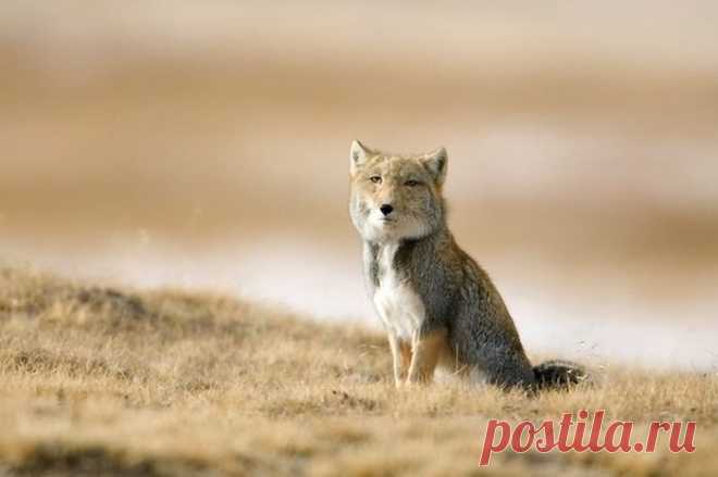 20 редких животных, о существовании которых вы и не подозревали