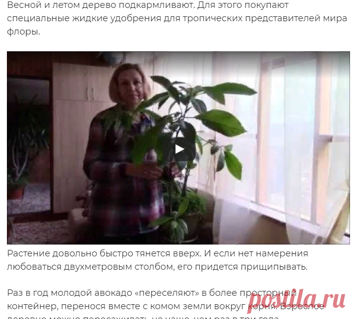 Авокадо из косточки в домашних условиях: посадка, выращивание и уход