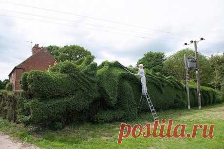 Мужчина из Великобритании потратил 13 лет, чтобы превратить обычный куст в огромного дракона