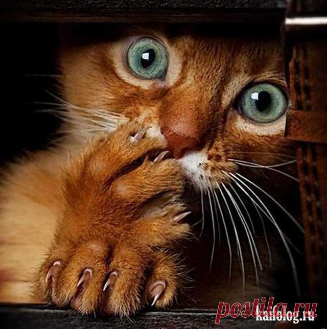 Приколы про кошек (65 фото)