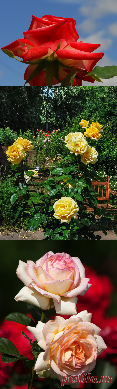 Яндекс.Фотки