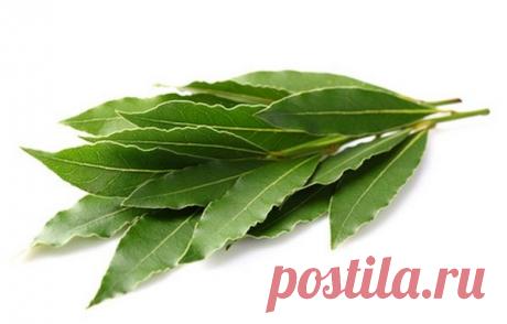 Лавровый лист и его полезные свойства / Будьте здоровы