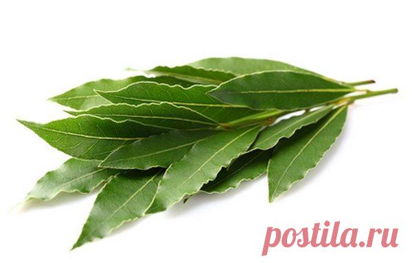 Лавровый лист и его полезные свойства / Будьте здоровы