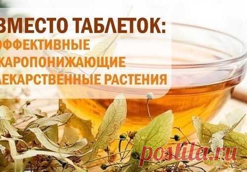 Самые эффективные жаропонижающие лекарственные растения вместо таблеток: