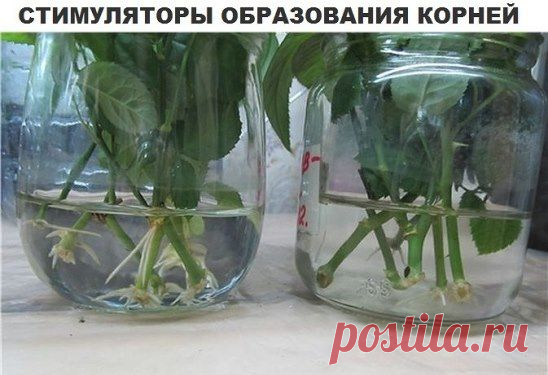Одноклассники