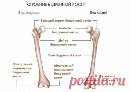 Бедренная кость
Бедренная кость — самая крупная массивная трубчатая кость человека. Существует прямая корреляция между её длиной и ростом человека.
Шаровидная головка сочленяется с вертлужной впадиной, образуя тазобедренный сустав. Длинная шейка расположена под углом к телу.
У мужчин этот угол тупой (130–135°), у женщин приближается к прямому. Под шейкой латерально располагается большой вертел, медиально — малый вертел. Изогнутое вперёд тело характерно только для человека ...