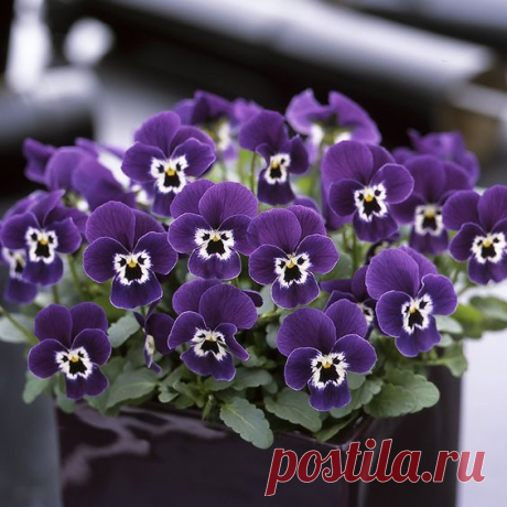 Виола Рогатая Horned Violet 'Sorbet Purple Face'