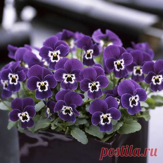 Виола Рогатая Horned Violet 'Sorbet Purple Face'