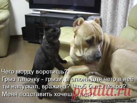 Котоматрица: Круть