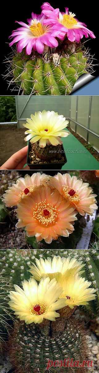 Немного цветущих кактусов | САД НА ПОДОКОННИКЕ