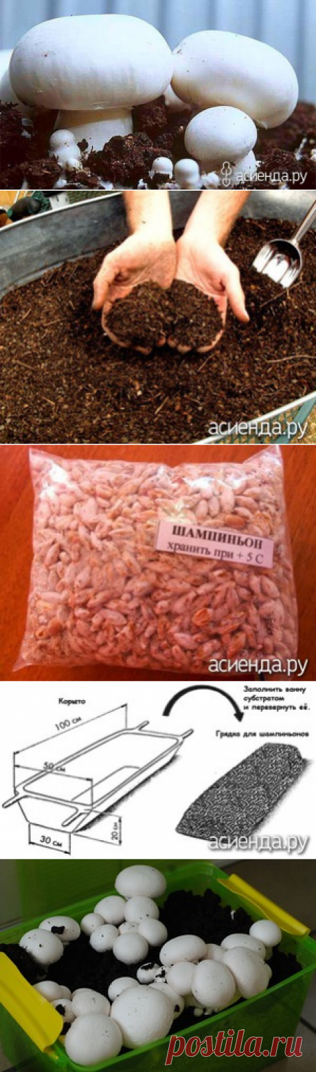 Выращиваем шампиньоны на даче / Асиенда.ру