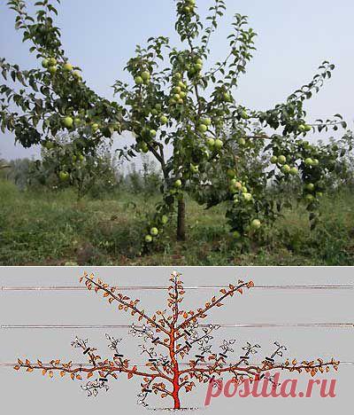 Зачем необходимо формирование кроны яблони | Мое подворье