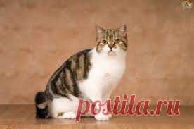 CATS - Google Search