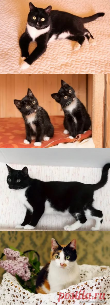 окрас маркиз кошки: 8