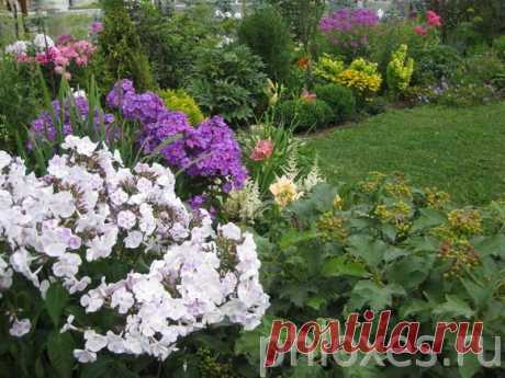 Цветники с флоксами