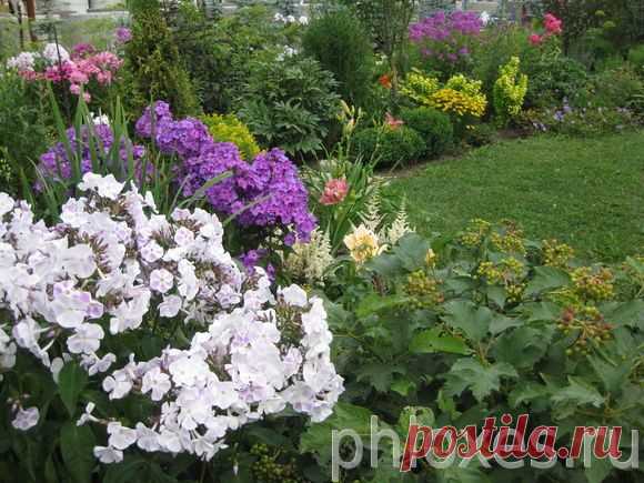 Цветники с флоксами