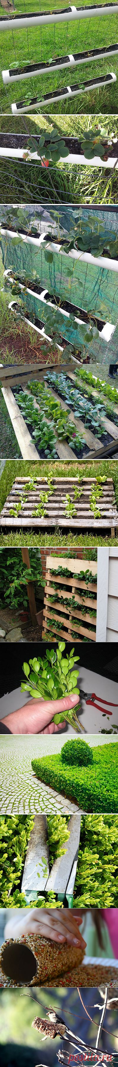 Советы огородникам и садоводам.