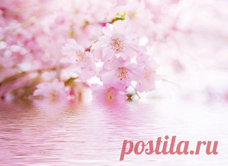 Exuding the gentle, sweet smell ... Flowers. Discussion on LiveInternet - Russian Service Online Diaries