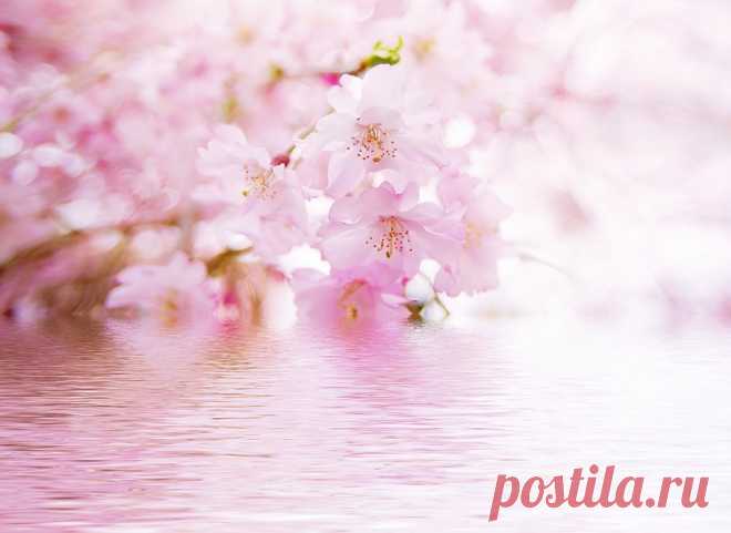 Exuding the gentle, sweet smell ... Flowers. Discussion on LiveInternet - Russian Service Online Diaries