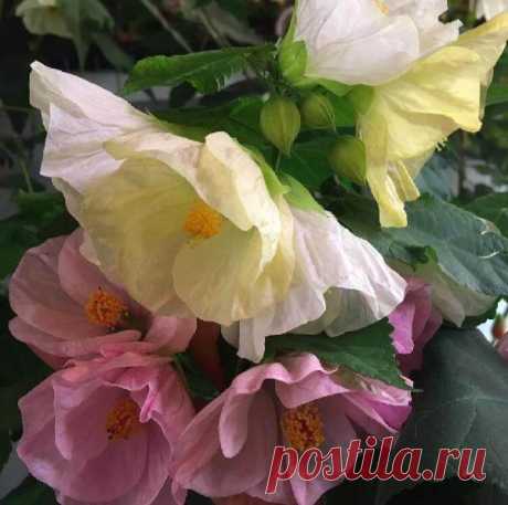 10 красивых комнатных растений, цветущих ярко, пышно и долго