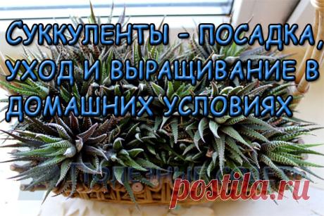 Суккуленты - посадка, уход и выращивание в домашних условиях
