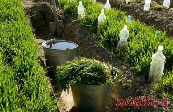 Капельное орошение грядок с помощью пластиковых бутылок