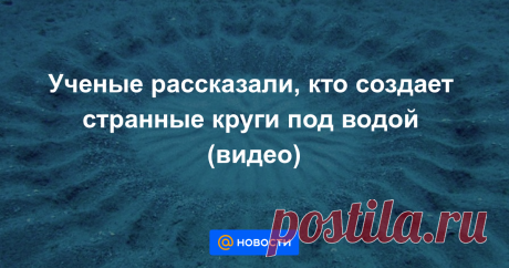 Ученые рассказали, кто создает странные круги под водой (видео) Причудливый узор часто попадался на глаза аквалангистам, но ему не находили объяснения.