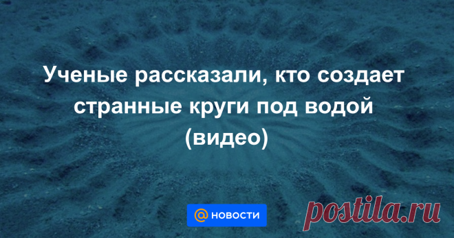 Ученые рассказали, кто создает странные круги под водой (видео) Причудливый узор часто попадался на глаза аквалангистам, но ему не находили объяснения.