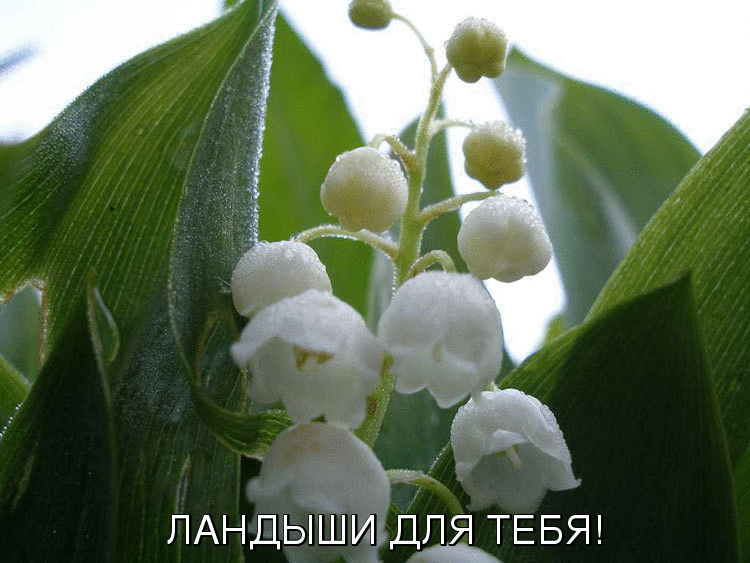 «Ландыши для тебя!»