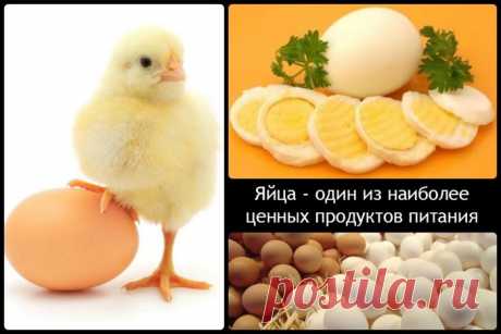 Интересные факты о куриных яйцах